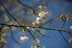 桜６