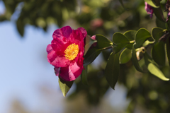 山茶花１１