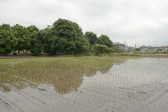 田んぼ２