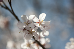 桜２