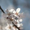 桜２
