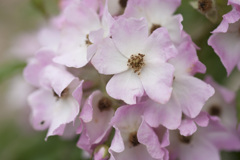花３６