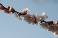 花５