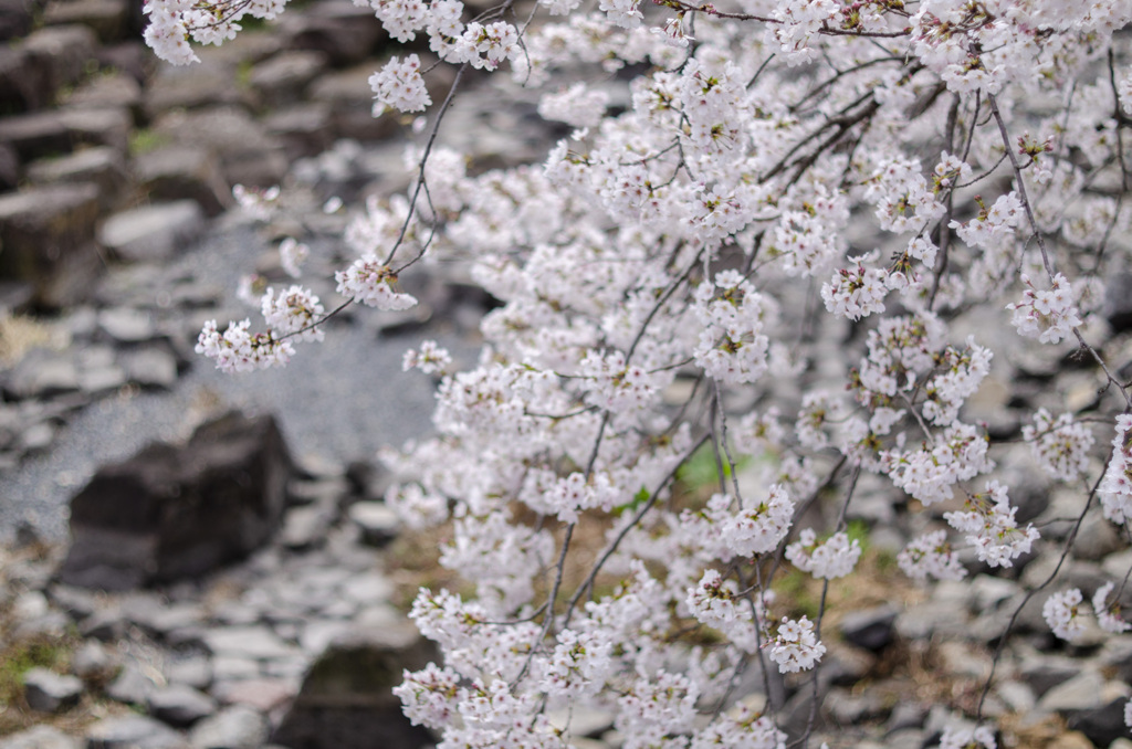 桜３