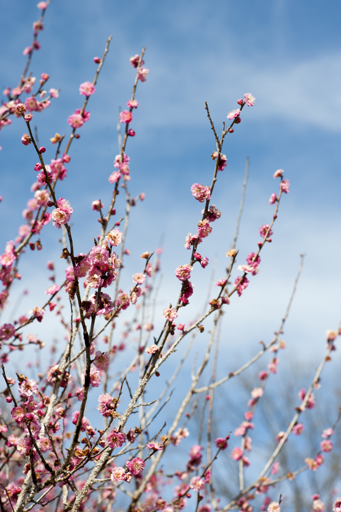 梅と青空６