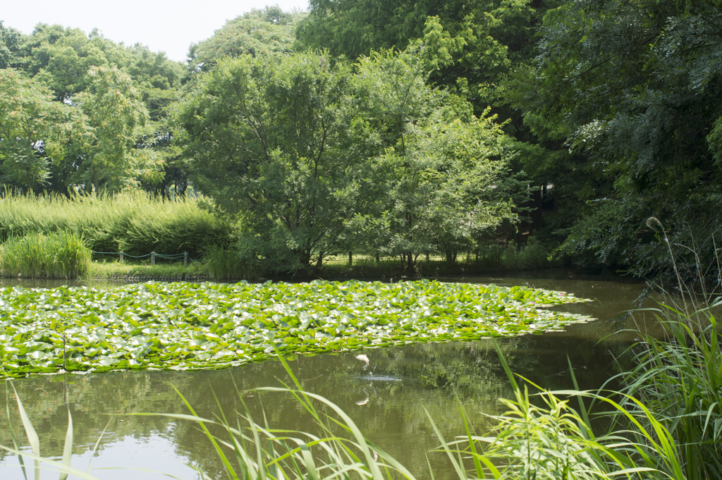 公園６