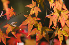 紅葉２２
