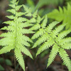 草４