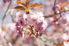 八重桜１０
