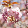 八重桜１０