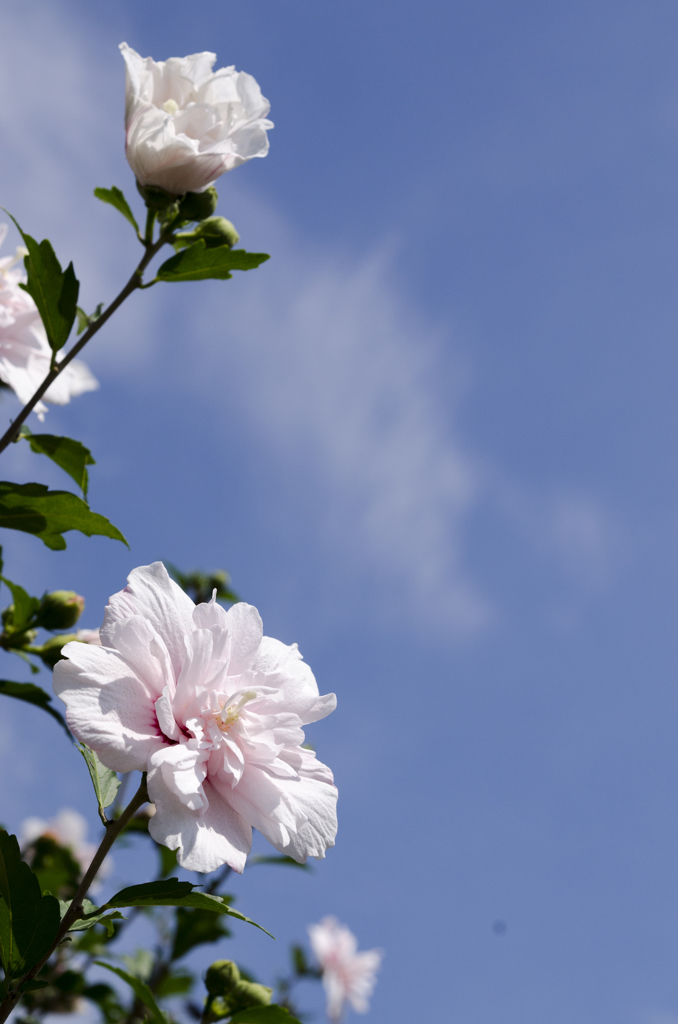 花６