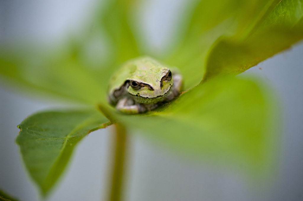 アマガエル１
