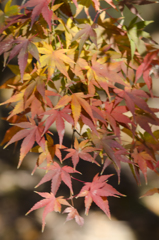 紅葉１１