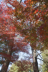 紅葉１５