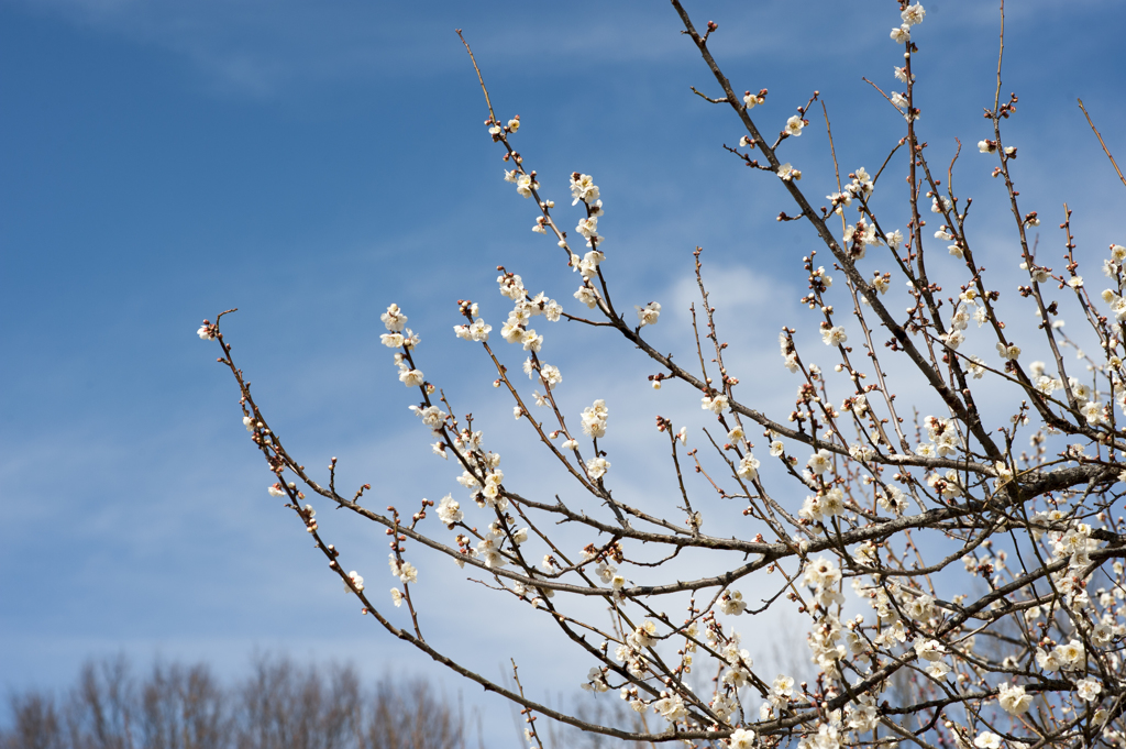 梅と青空４