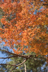 紅葉７