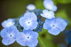 紫陽花２