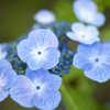 紫陽花２