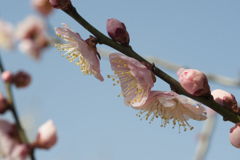花７