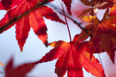 紅葉５