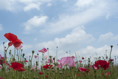 ポピー３