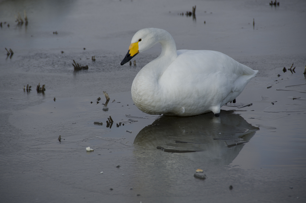 白鳥７