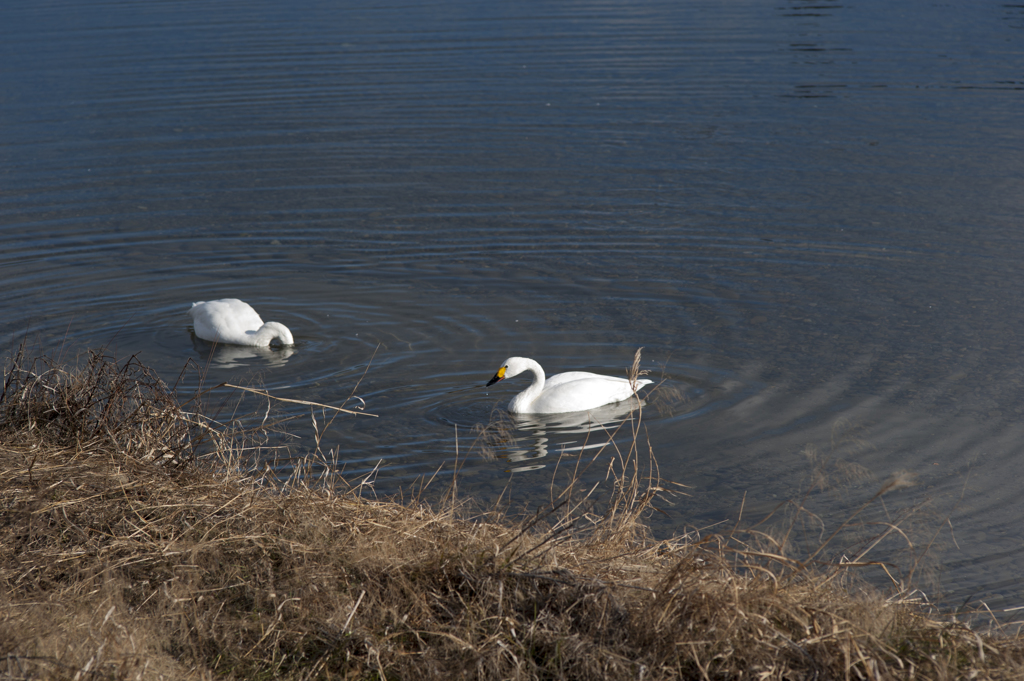 白鳥７