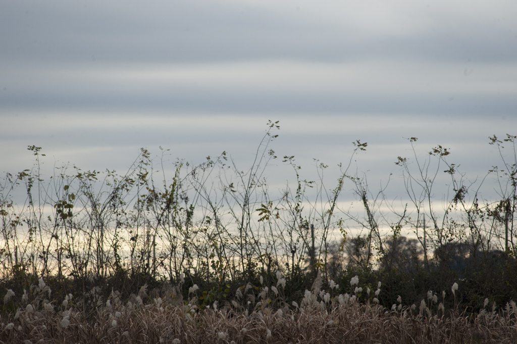DSC_6501