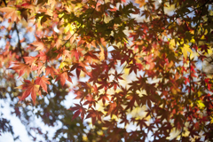 紅葉２３