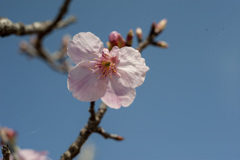 桜９