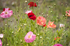 ポピー６