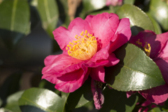 山茶花１４