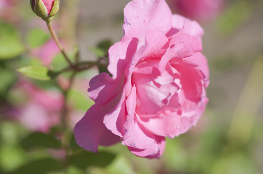 花３