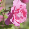 花３