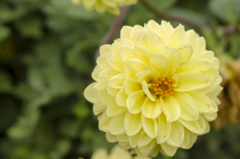 花８
