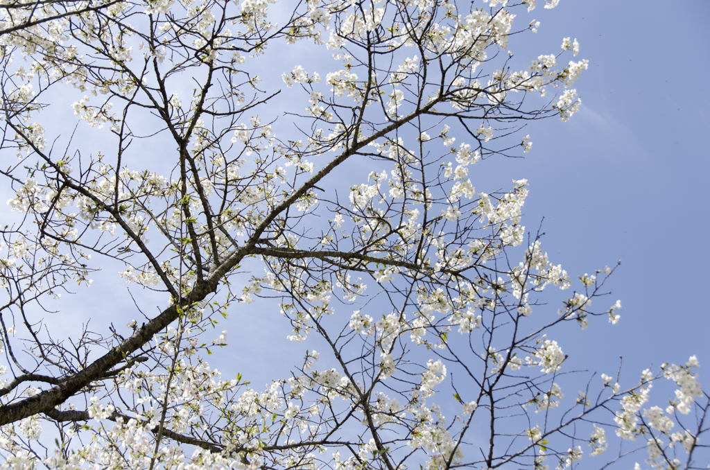 桜６