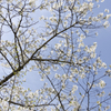 桜６