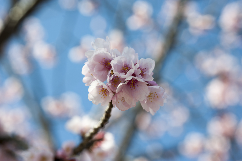河津桜５