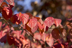 紅葉６
