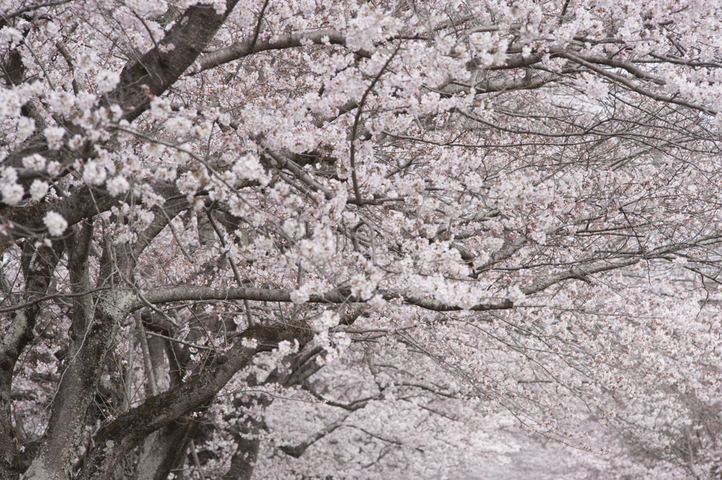 桜５