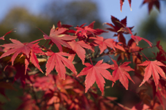 紅葉８