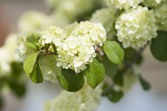 花１