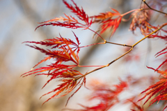 紅葉８