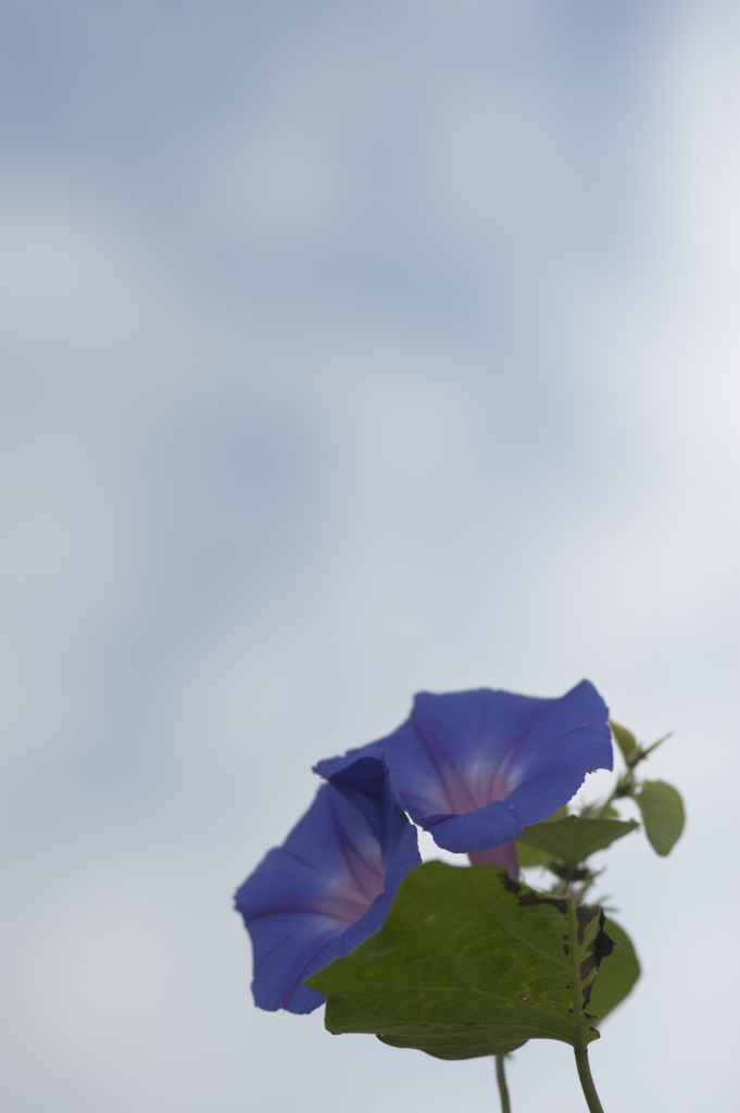 朝顔３