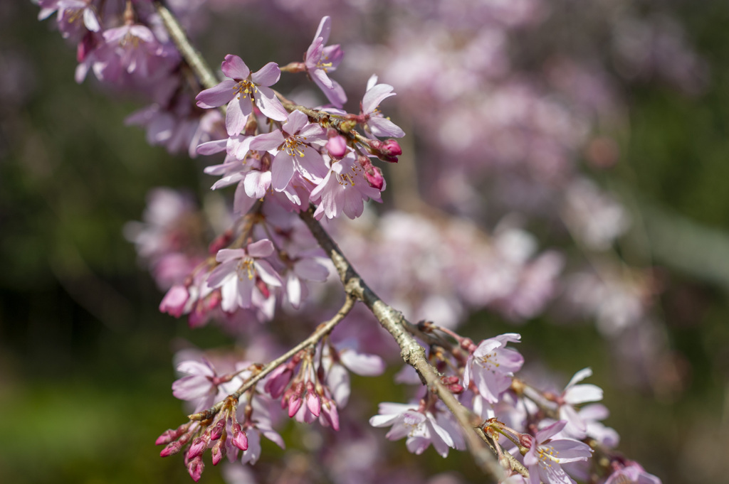 桜１
