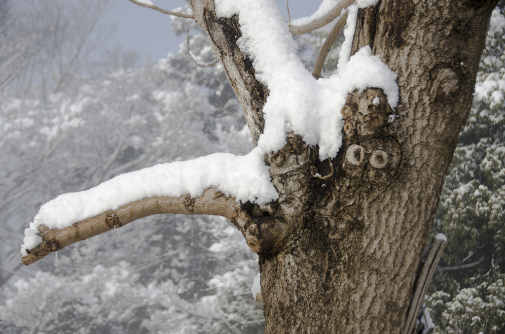 雪景色１１