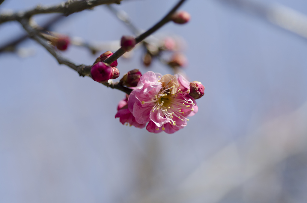 梅９