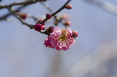 梅９