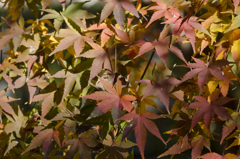 紅葉１０
