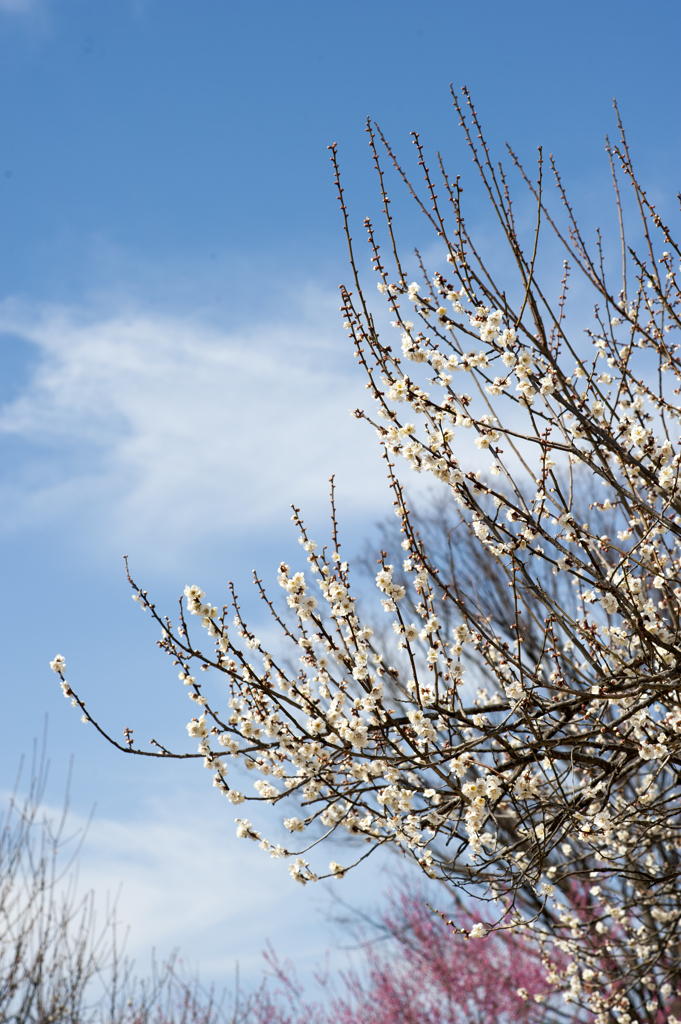 梅と青空３